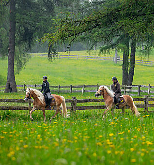 Equitazione in Alto Adige: al galoppo