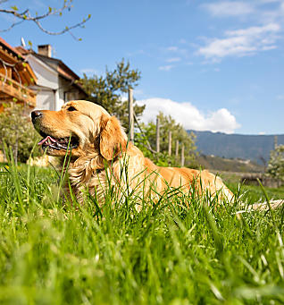 Agriturismo aperti ai cani in Alto Adige