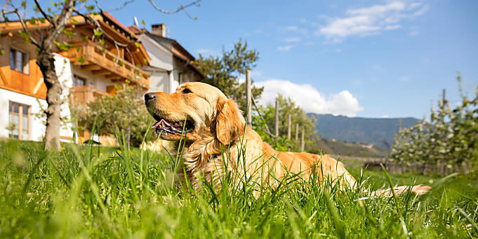 Agriturismo aperti ai cani in Alto Adige