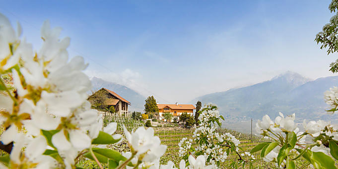 Fiori di melo nei masi dell’Alto Adige