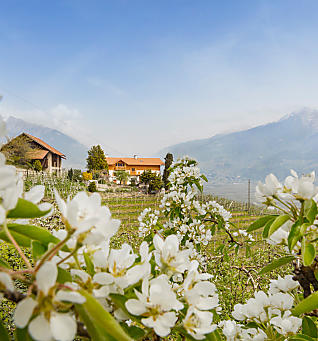 Fiori di melo nei masi dell’Alto Adige