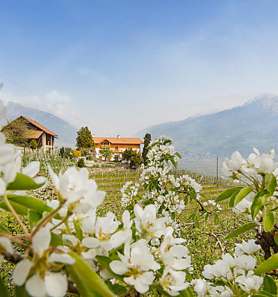 Fiori di melo nei masi dell’Alto Adige