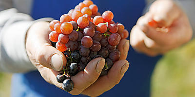 Raccolta delle mele e vendemmia in Alto Adige