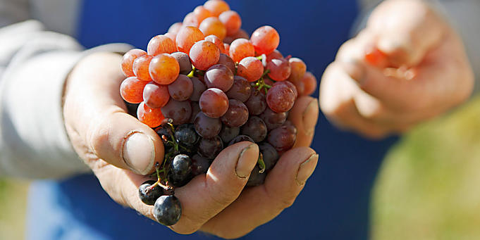 Raccolta delle mele e vendemmia in Alto Adige