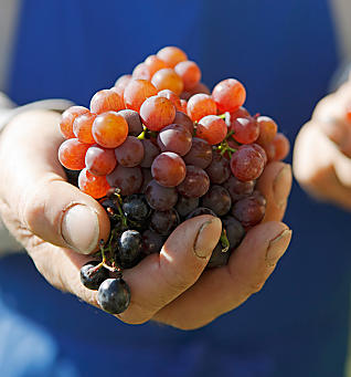 Raccolta delle mele e vendemmia in Alto Adige