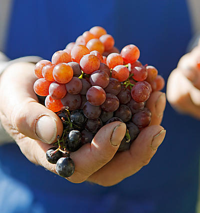 Raccolta delle mele e vendemmia in Alto Adige