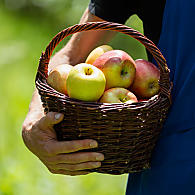 Area di coltivazione delle mele in Alto Adige