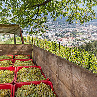 Varietà di vino bianco della Valle Isarco