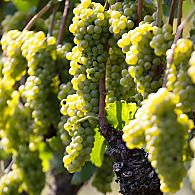 Varietà di vino bianco in Alto Adige