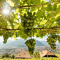 Pergola e traliccio