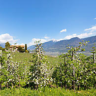 Superficie agricola in Alto Adige