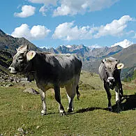 Bovini di razza Grigio Alpina (© Associazione turistica S.Leonardo)