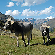 Bovini di razza Grigio Alpina (© Associazione turistica S.Leonardo)