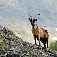 Capra di razza Passiria (© Associazione turistica S.Leonardo)