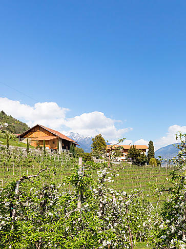 Vacanze in un maso frutticolo in Alto Adige