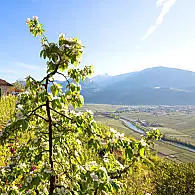 Aree dedicate alla frutticoltura in Alto Adige