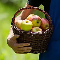 Aree di coltivazione della mela in Alto Adige
