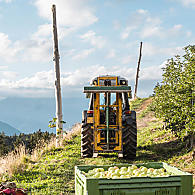 Aree di coltivazione della mela in Alto Adige (© Leitnerhof Verano)