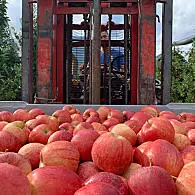 Coltivazione di mele (© Renate Anna Rubner)
