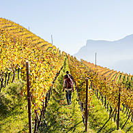 I vigneti dell'Alto Adige