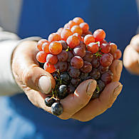 Le varietà di uva dell’Alto Adige