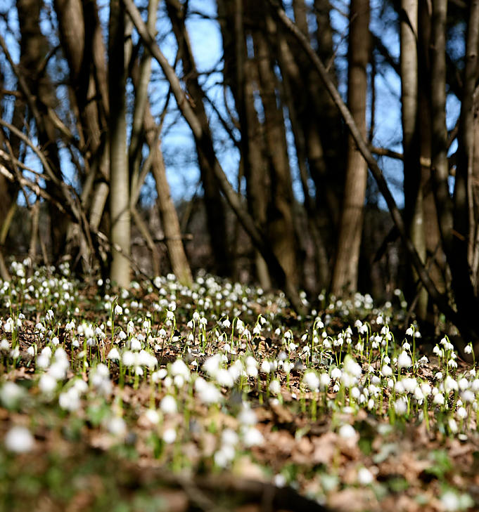 Valle della Primavera presso Monticolo: la musa di Vivaldi