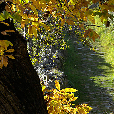 Il Sentiero del castagno: un gioiello autunnale in Valle Isarco