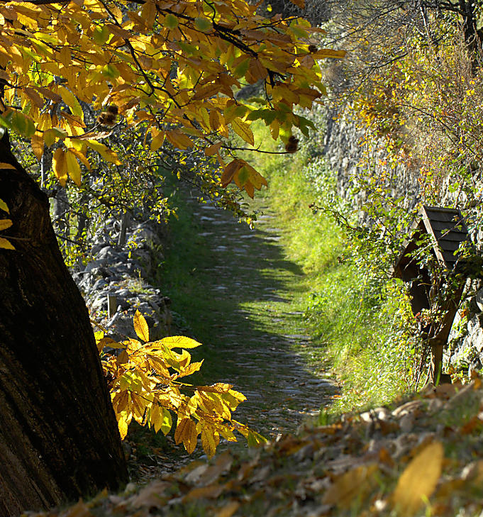 Il Sentiero del castagno: un gioiello autunnale in Valle Isarco