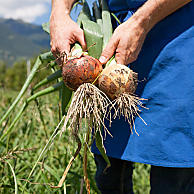 L'agricoltura biologica e i cicli ecologici