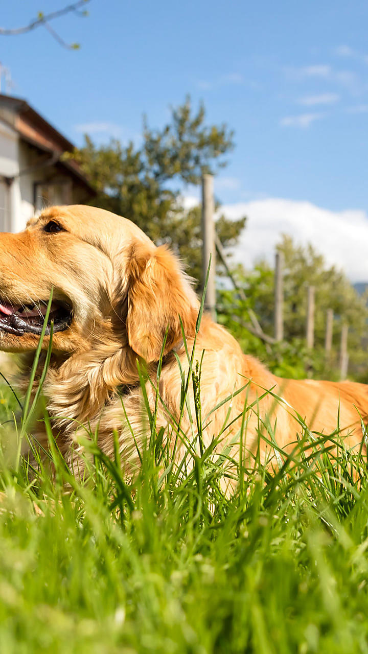 Agriturismi accessibili ai cani in Alto Adige