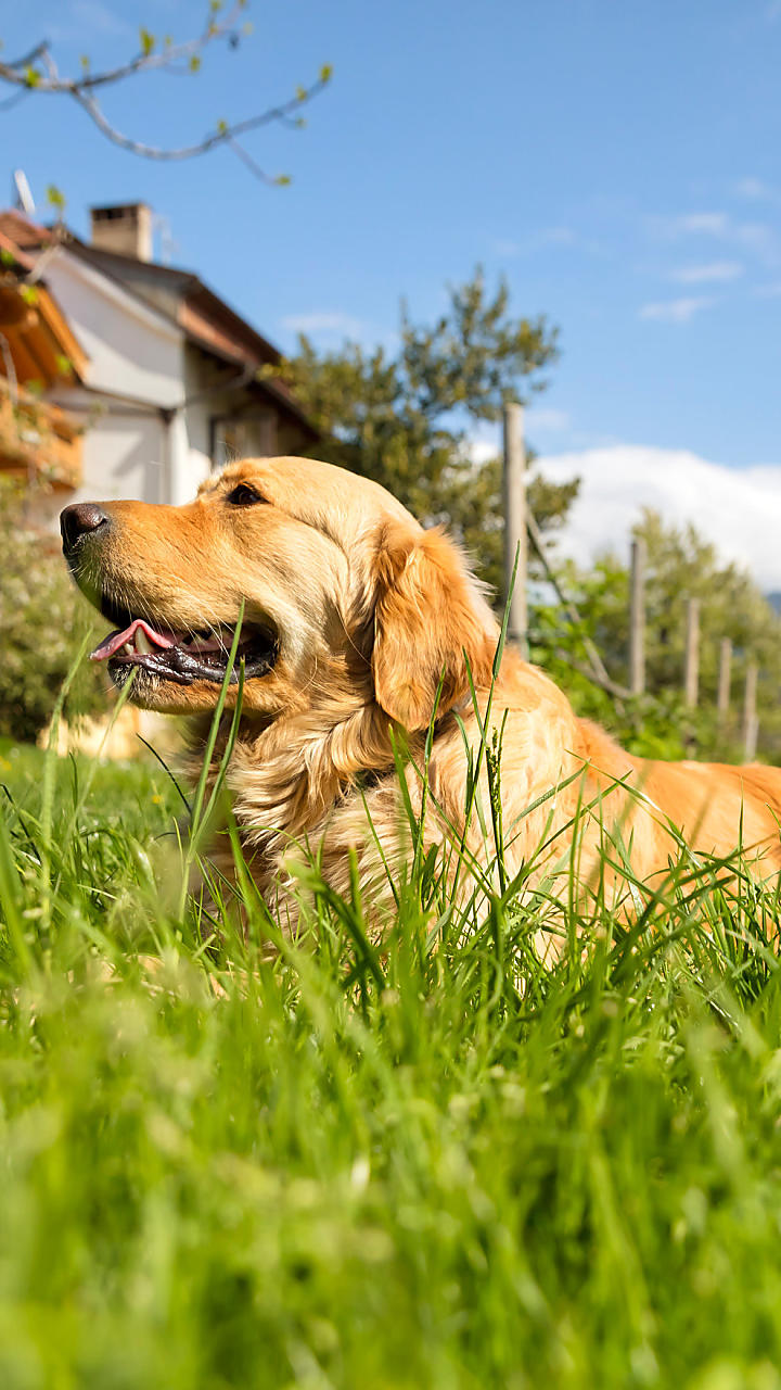 Agriturismo aperti ai cani in Alto Adige