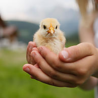 Simpatici cuccioli per teneri momenti