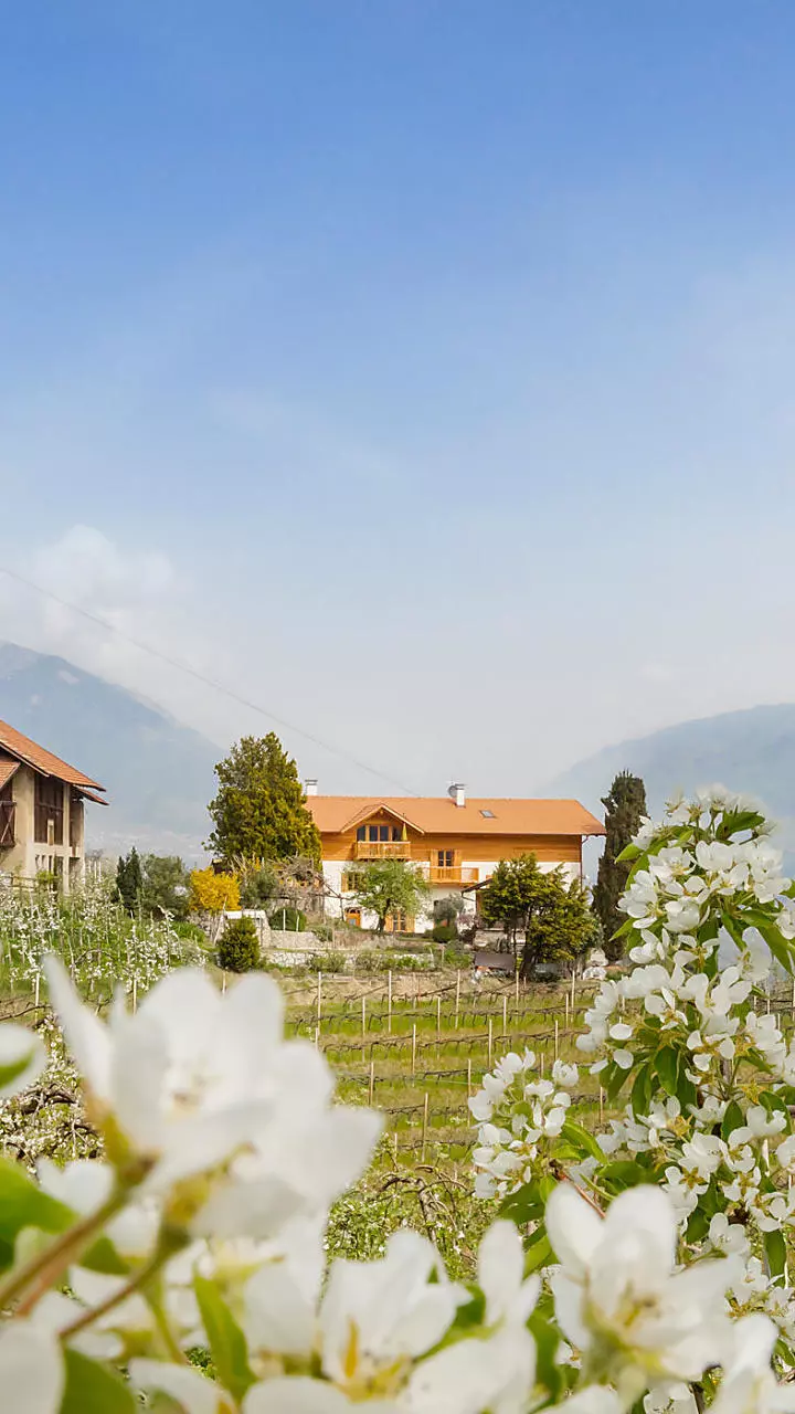 Fiori di melo nei masi dell’Alto Adige