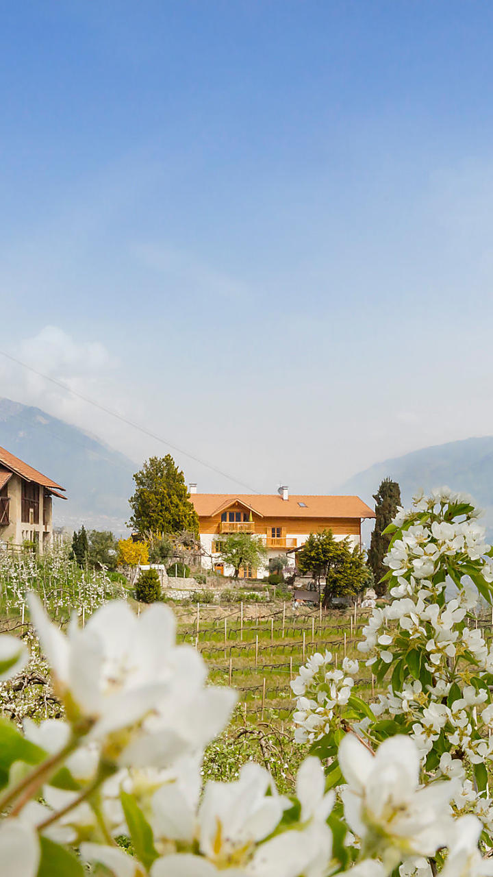 Fiori di melo nei masi dell’Alto Adige