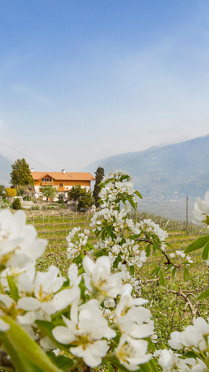 Fiori di melo nei masi dell’Alto Adige