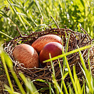 Cogliere le uova dal pollaio e tingerle in modo naturale