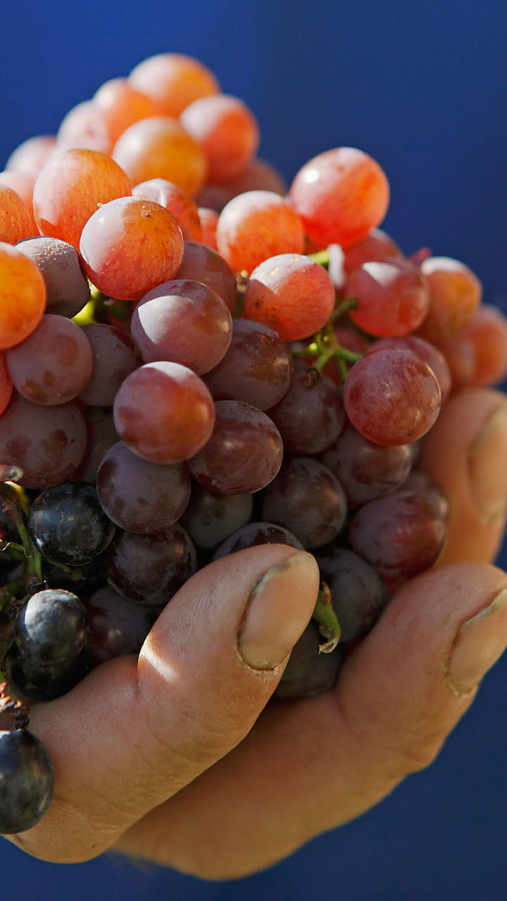 Raccolta delle mele e vendemmia in Alto Adige