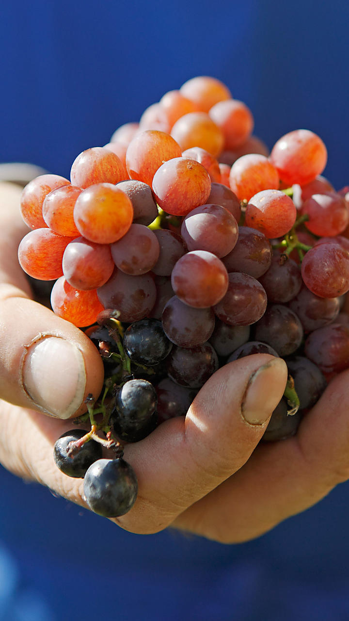 Raccolta delle mele e vendemmia in Alto Adige