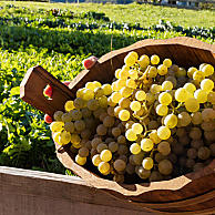 Vendemmia e degustazioni in cantina