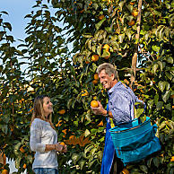 Il profumo della frutta matura al mite sole d'autunno