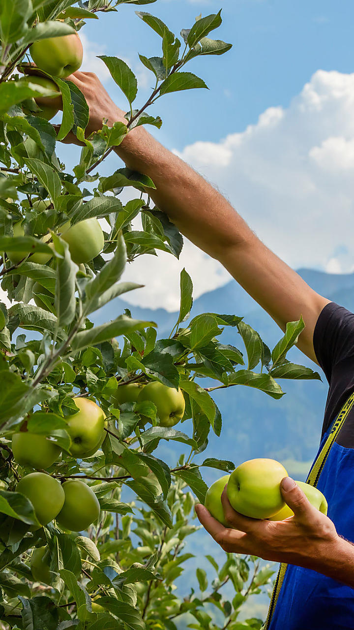 Vivi la quotidianità dei masi in Alto Adige