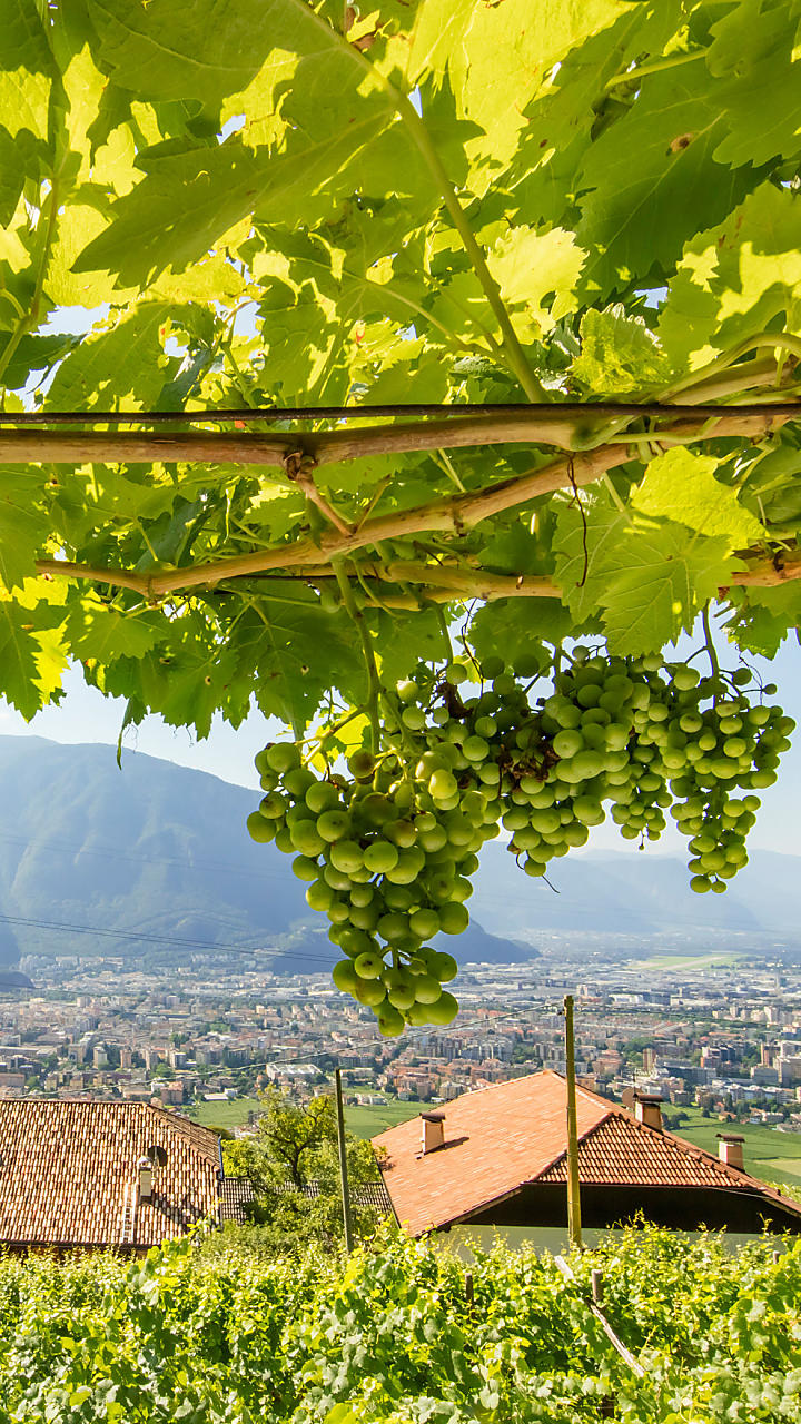 Per chi ama il buon vino