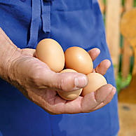Uova da galline libere dell’Alto Adige