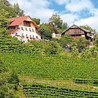 [Translate to Italiano:] Weinbau