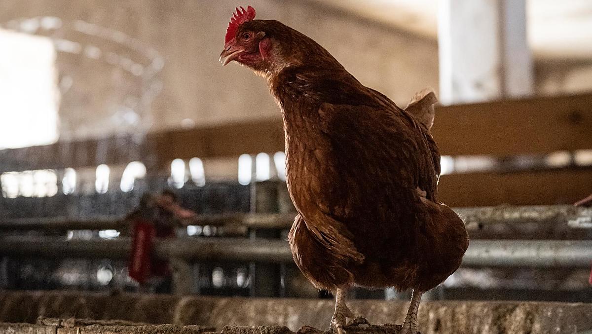Galline felici