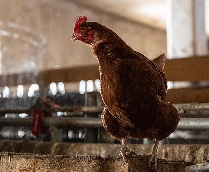 Galline felici