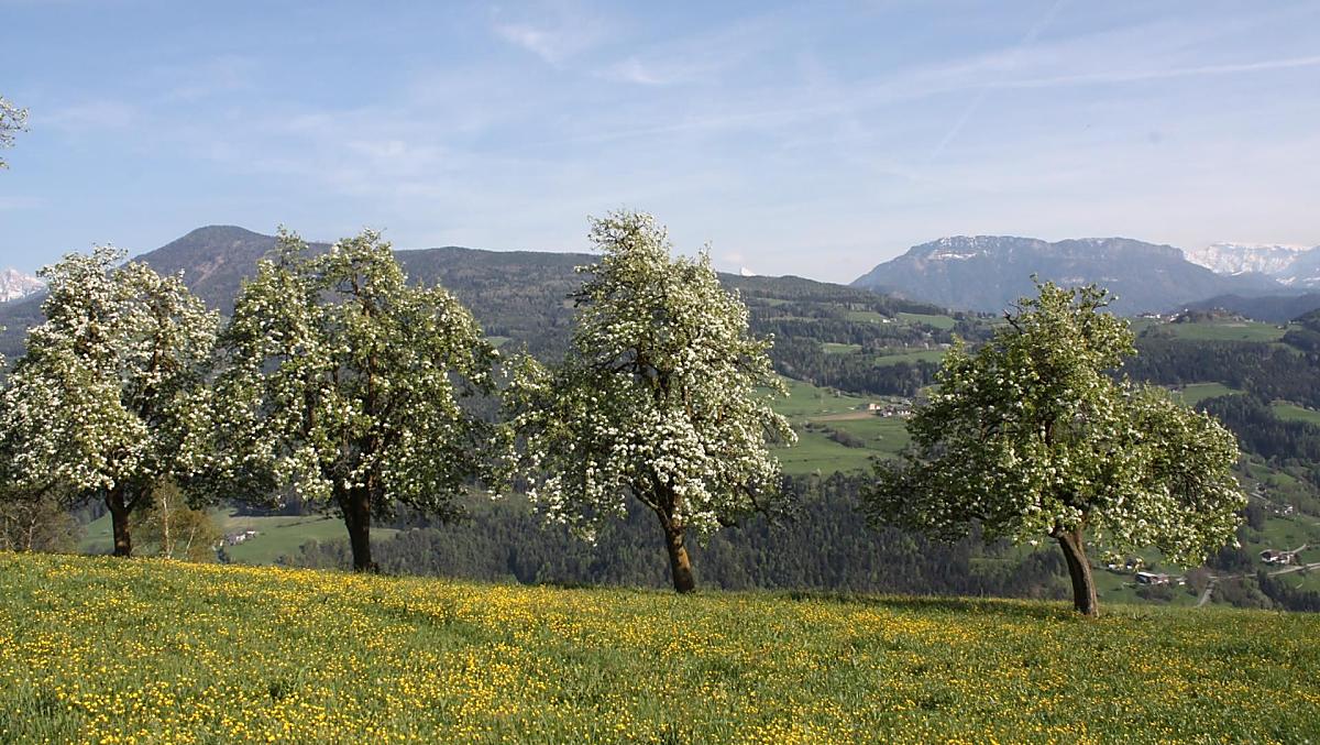 Il nostro frutteto naturale, chiamato "Panget" in dialetto, fiorisce in tutto il suo splendore.