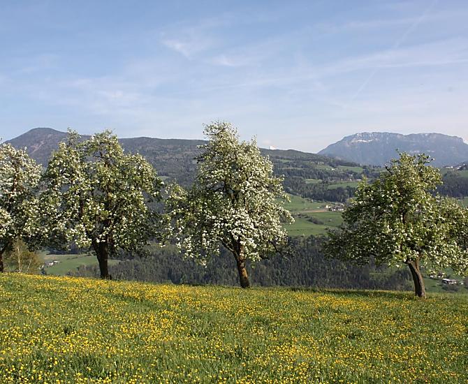Il nostro frutteto naturale, chiamato "Panget" in dialetto, fiorisce in tutto il suo splendore.