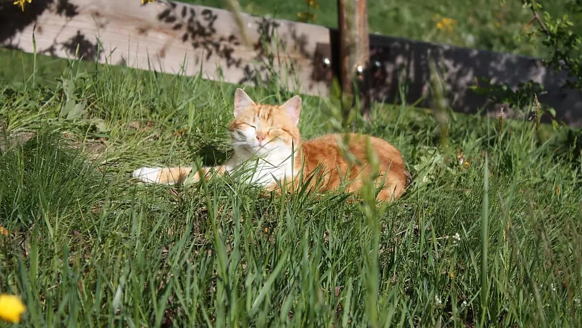 La gatta si rilassa al sole.