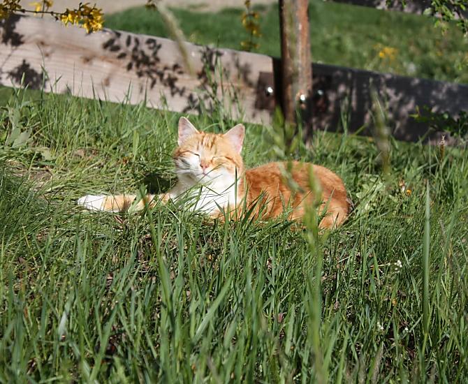 La gatta si rilassa al sole.